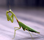 Photo of Praying Mantis insect